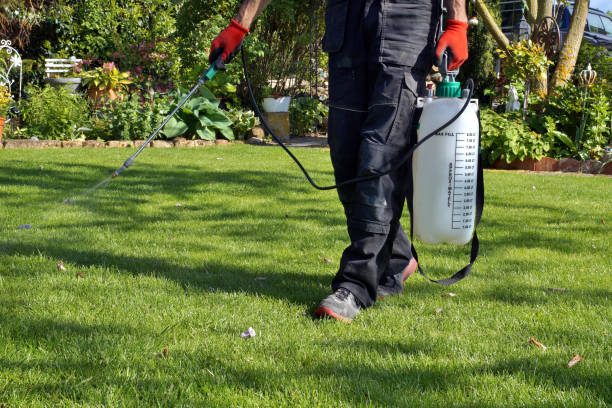 Al Saqr Al Thahbi Pest Control — pest control in Sharjah, photo 1