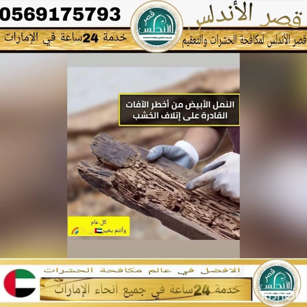 Carpet Cleaning & Pest Control Company (Sharjah) — pest control in Fujairah, photo 1
