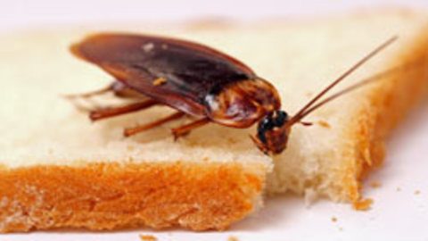 Cockroaches Control (Sharjah) — pest control in Sharjah, photo 1