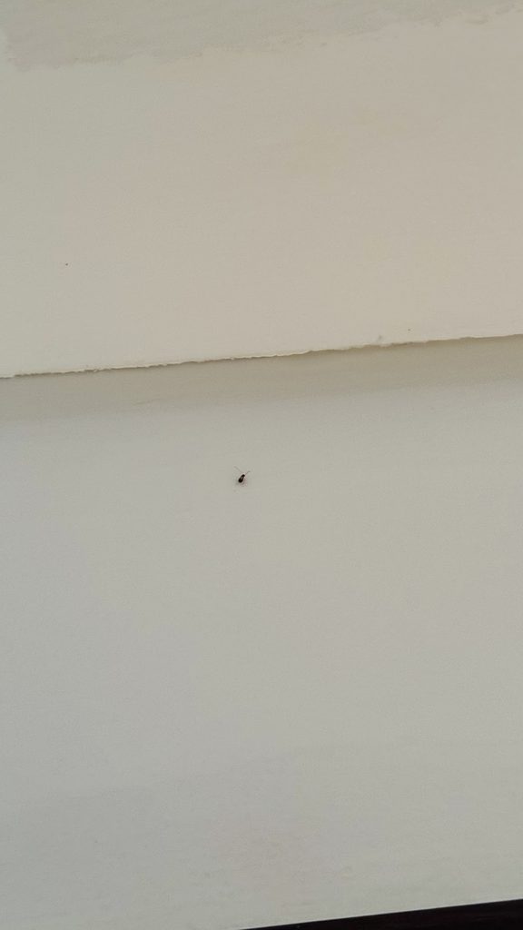 Eagle Nest Pest Control Services — pest control in Dubai, photo 1