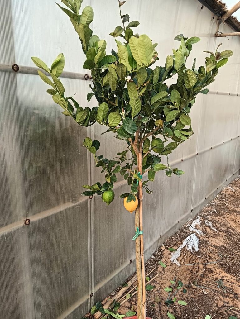 Ebtisamt Alkhalij Pests Control — pest control in Abu Dhabi, photo 1