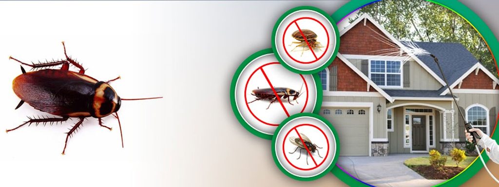 Eco Guard — pest control in Dubai, photo 1