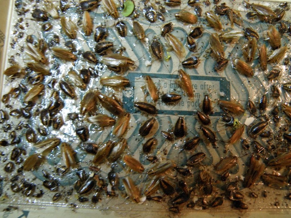Ecocare Pest Control Services — pest control in Dubai, photo 1