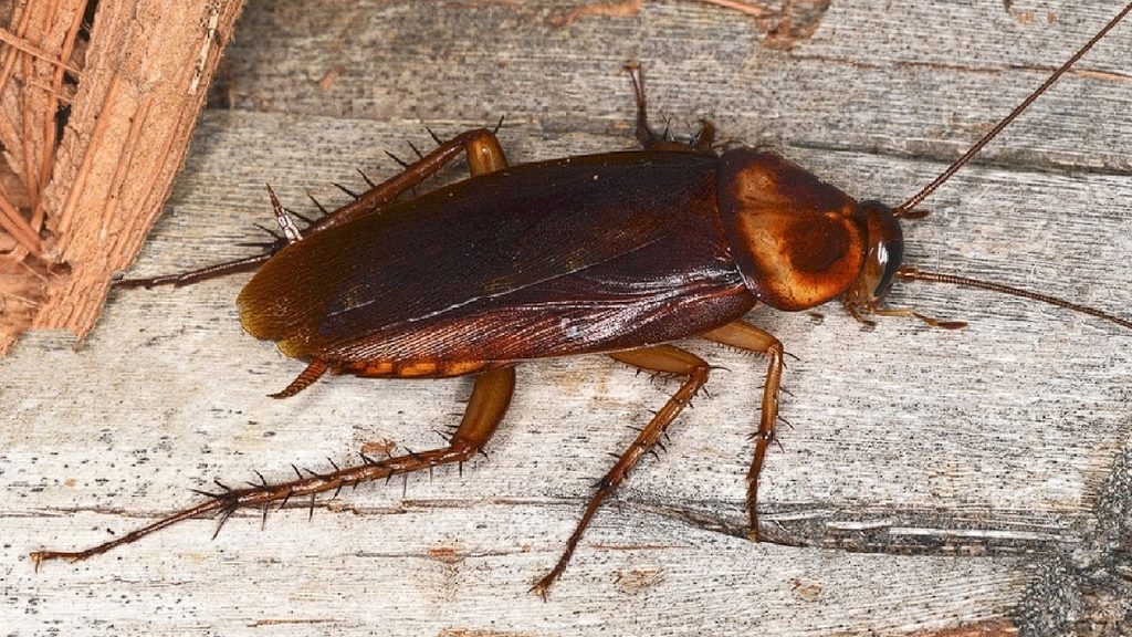 Ecopest Pest Control Services (Dubai) — pest control in Dubai, photo 1
