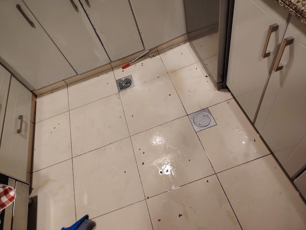 Golden Touch Pest Control (Abu Dhabi) — pest control in Abu Dhabi, photo 1