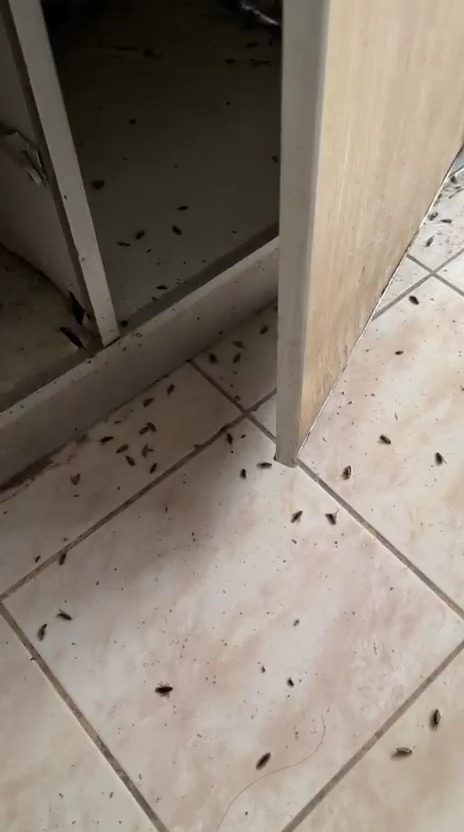 Joya Clean — pest control in Abu Dhabi, photo 1