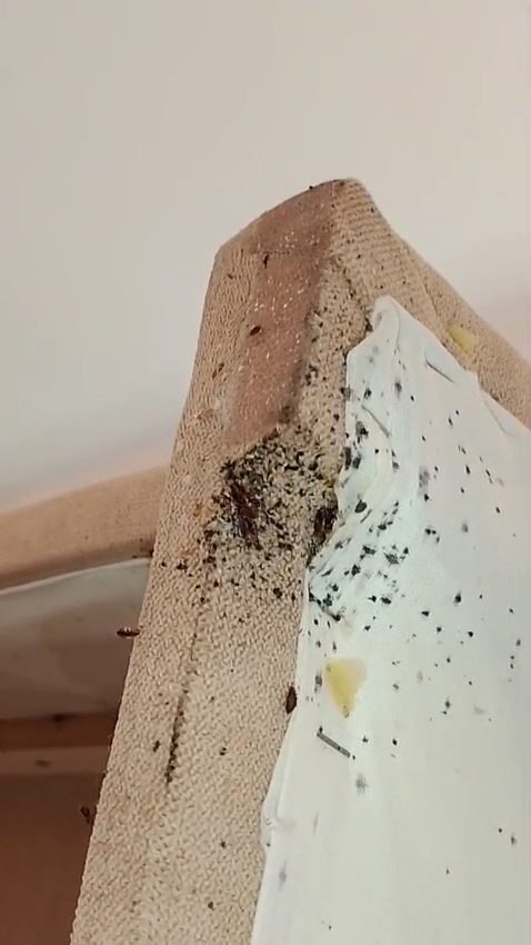 Malabar Pest Control — pest control in Dubai, photo 2