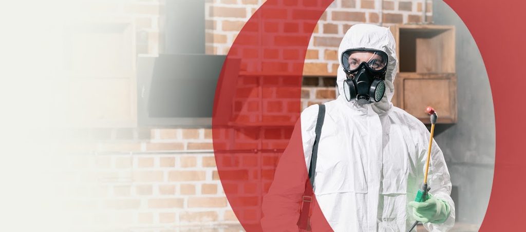 Quality Pest Control LLC — pest control in Dubai, photo 2