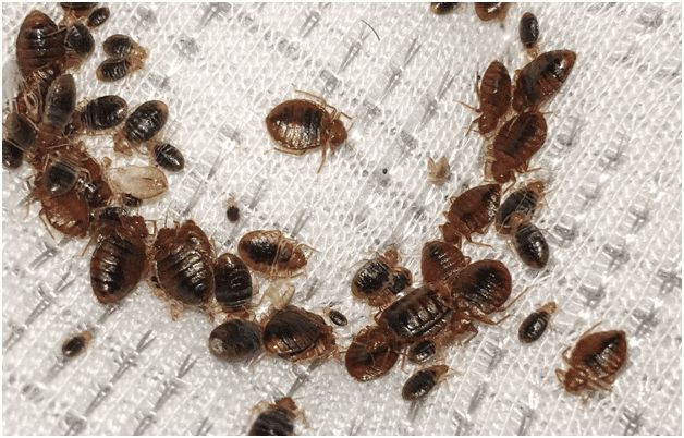 Safe Horizon Pest Control — pest control in Dubai, photo 1