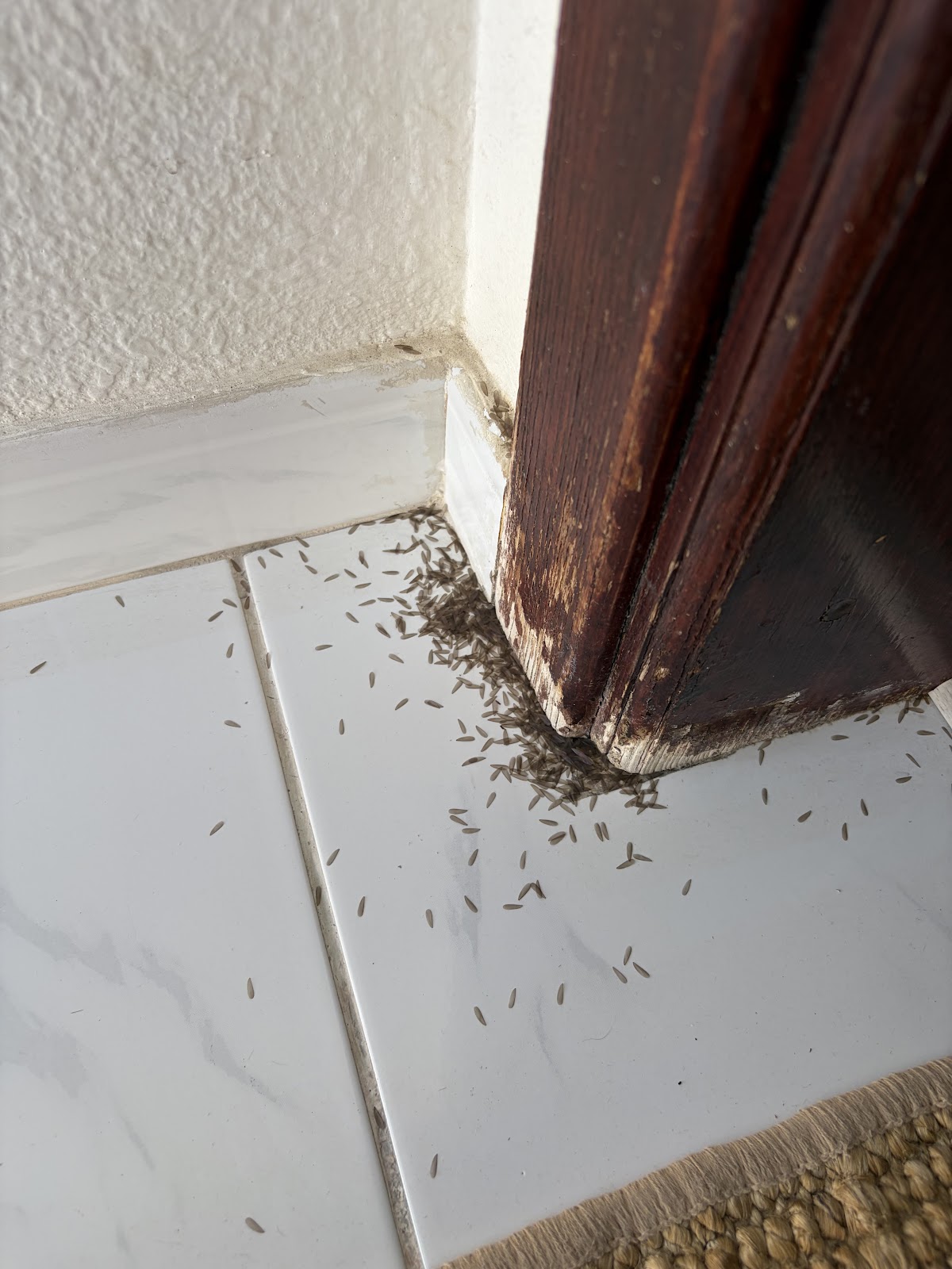 Santera Pest Control — pest control in Dubai, photo 1