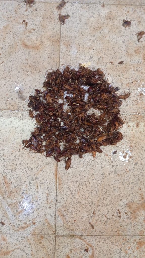 Top Classic Pest Control — pest control in Dubai, photo 1