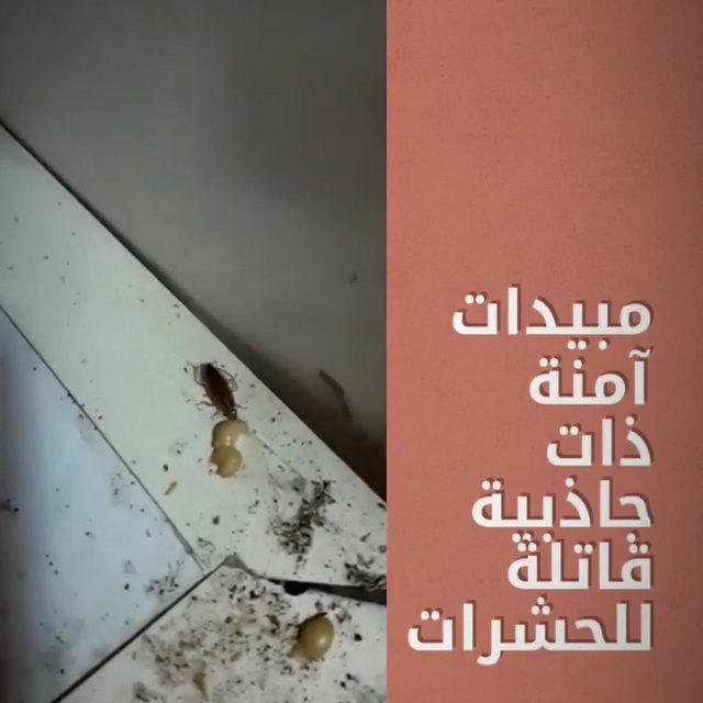 Top Control Pest Control — pest control in Abu Dhabi, photo 1