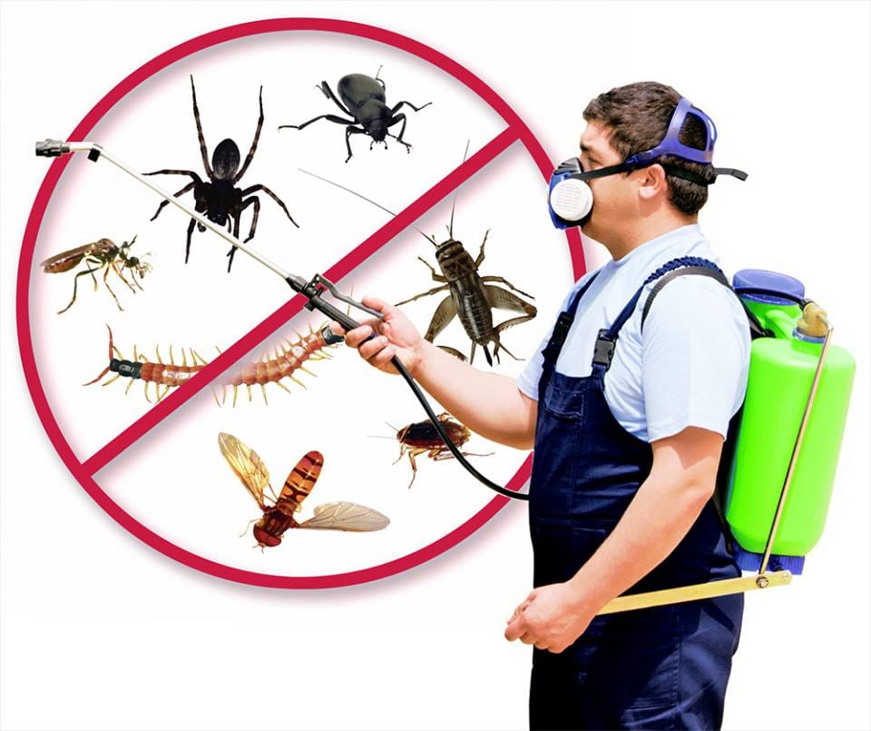 United Pest Control — pest control in Abu Dhabi, photo 1