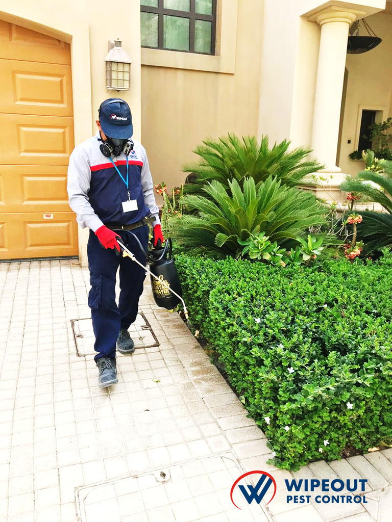 Wipeout Pest Control — pest control in Abu Dhabi, photo 1